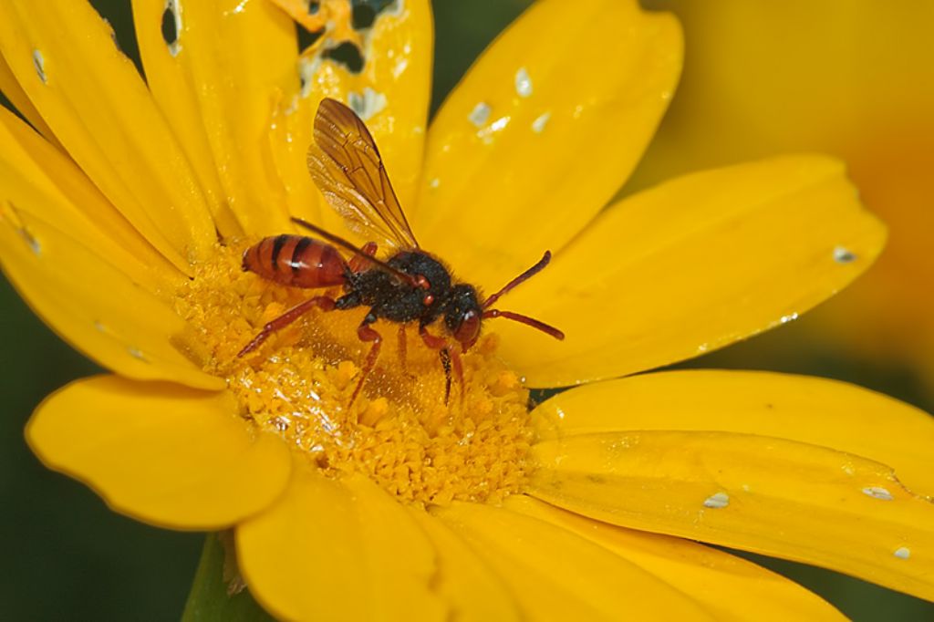 Nomada sp. - Malta